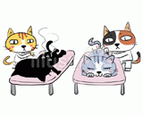 4匹の猫『鍼灸治療』のイラスト