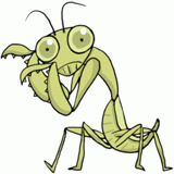 捕食前のカマキリのイラスト
