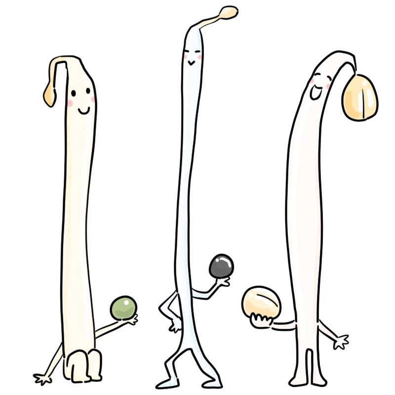 3種類のもやしのかわいいイラスト